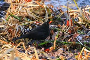 un mirlo macho turdus merula buscando comida en el suelo foto