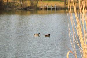 un par de ánades reales en el agua en un pantano en otoño foto