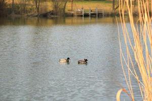pair of mallards on the water in a swamp in autumn time photo