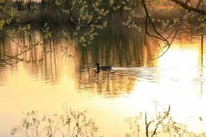 pato salvaje nadando en un lago dorado mientras la puesta de sol se refleja en el agua. imagen minimalista con silueta de ave acuática. foto