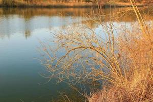 lago de otoño con juncos secos foto