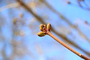 twig of a tree with freshly unraveled buds photo