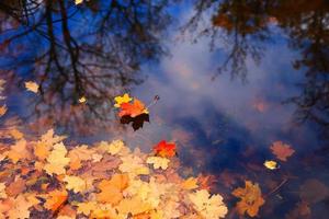 hojas de arce amarillas de otoño sobre agua azul con reflejo de árboles en ella foto
