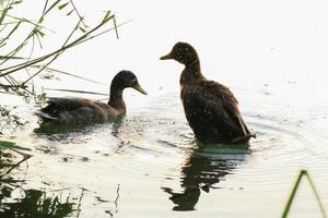 patos salvajes en el lago cerca del río Danubio en Alemania foto