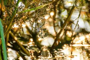 Swamp vegetation at golden hour sunset photo