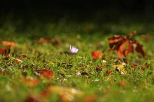 flor de azafrán en el parque en la temporada de otoño foto