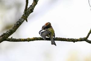 Common chaffinch sits on a tree. Beautiful songbird Common chaffinch in wildlife. The common chaffinch or simply the chaffinch, latin name Fringilla coelebs. photo