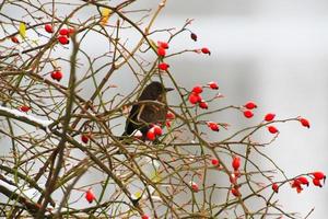 mirlo sentado en una rama de árbol en invierno foto