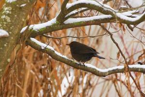 blackbird sitting on a tree branch in winter time photo