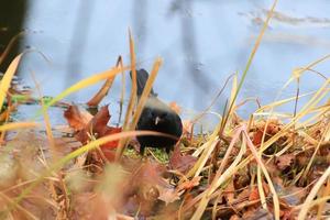 un mirlo macho turdus merula buscando comida en el suelo foto