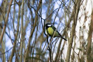 Great Tit Parus major on autumn tree leaves in the park photo