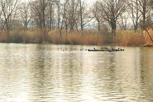 wild ducks on the lake near danube river in Germany photo