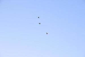 group of cormorants flying in formation in the blue sky photo