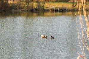 pair of mallards on the water in a swamp in autumn time photo