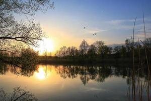 flying ducks against an evening landscape photo