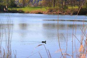 portrait of a coot duck bird swimming on Danube river photo