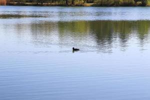 portrait of a coot duck Fulica atra bird swimming on Danube river photo