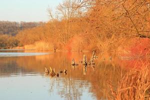 lago de otoño con juncos secos foto
