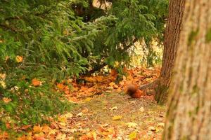 retrato de ardilla roja euroasiática trepando a un árbol y comiendo bellota foto