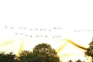 flock of wild geese silhouette on a sunset sky photo