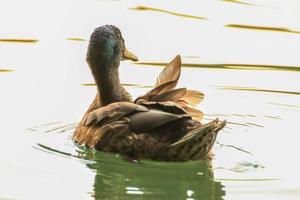 wild ducks on the lake near danube river in Germany photo