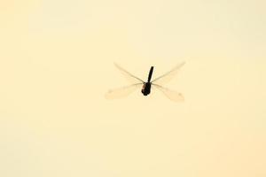 A wandering glider dragonfly in flight near the water photo