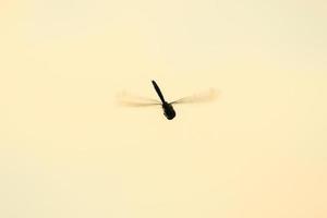 A wandering glider dragonfly in flight near the water photo