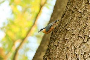 petirrojo europeo erithacus rubecula sentado en una rama de árbol foto