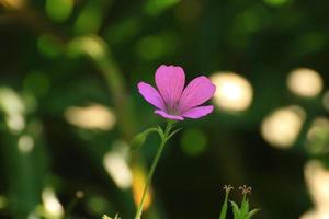 Pink wild flower on a green background photo