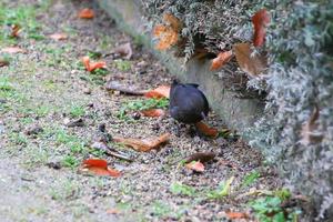 un mirlo macho turdus merula buscando comida en el suelo foto