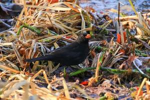 A male blackbird Turdus merula looking for food on the ground photo