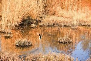 pato salvaje en acción voladora cerca de un pantano foto