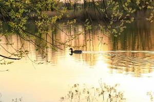 wild duck swimming on a golden lake while sunset is reflecting in the water. Minimalistic picture with silhouette of the water bird. photo