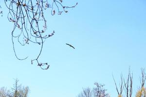 Grey heron bird Ardea cinerea flying near Danube river