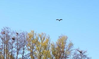 RegensbGrey heron bird Ardea cinerea flying near Danube river photo