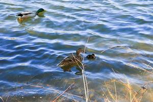 un par de patos con pollo flotan en el río danubio foto