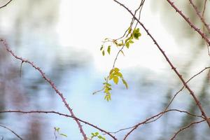 thorny dog rose branches. Green wild rose branch with many little and big sharp and poitny orange thorns photo