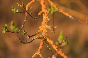 yellow moss on the branches photo