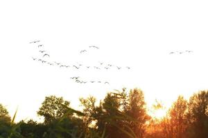 flock of wild geese silhouette on a sunset sky photo