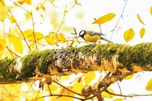 robin bird on autumn tree leaves in the park photo