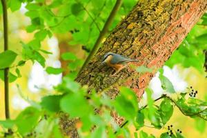 petirrojo europeo erithacus rubecula sentado en una rama de árbol foto