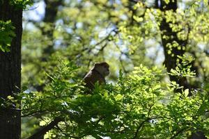 A mother monkey is feeding her cubs in the middle of the forest. Baby monkey is suckling milk from its mothe photo