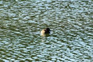 wild ducks on the lake near danube river in Germany photo