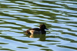 wild ducks on the lake near danube river in Germany photo