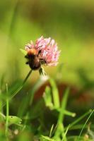 A bumblebee polinating Trifolium pratense, the red clover photo