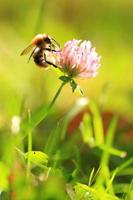 A bumblebee polinating Trifolium pratense, the red clover photo