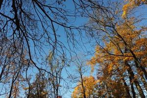 autumn leaves and trees in the park photo