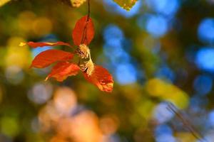 árboles de otoño y hojas con follaje colorido en el parque. foto