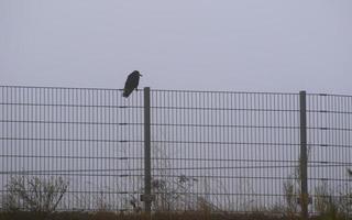 cuervo sentado en la valla en la niebla de la ciudad foto