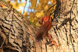 Portrait of Eurasian red squirrel climbing on tree in the park photo